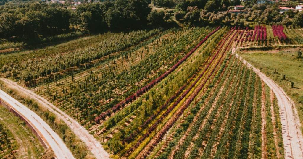Planta Livre, empresa de criação e valorização de espaços verdes.